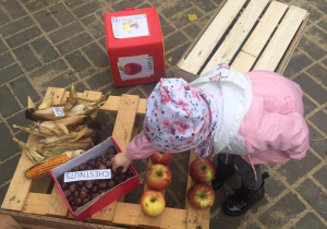 Dziecko w ogrodzie wybiera kasztany spośród darów jesieni.