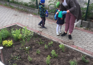 Dzieci wraz z nauczycielką podlewają wsadzone zioła.