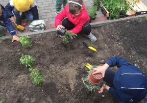 Dzieci przesadzają zioła z doniczek do ziemi w ogrodzie.