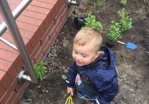 Chłopiec spulchnia ziemię pazurkami ogrodniczymi.