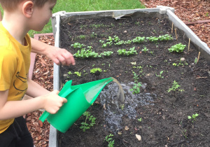 Chłopiec podlewa sadzonki pomidorów.