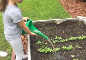 Dziewczynka podlewa warzywa.