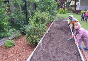 Dwoje dzieci za pomocą narzędzi ogrodniczych wyrównuje ziemię w warzywniku.