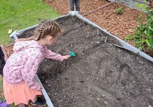 Dziewczynka za pomocą małych grabek zakopuje nasiona w warzywniku.