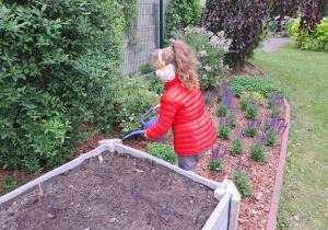 Dziewczynka podlewa zasiane nasiona.