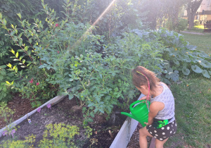 Dziewczynka podlewa pomidory.