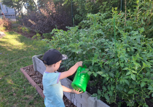 Chłopiec podlewa warzywa w warzywniku.