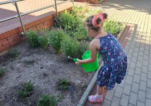 Dziewczynka podlewa zioła w ogródku ziołowym.