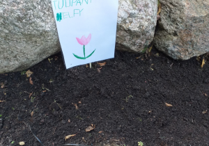 Tabliczka z napisem "tulipany, Elfy" i narysowanym tulipanem, wbita w ziemię w skalniaku.