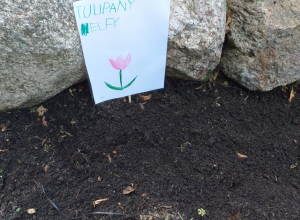 Elfy sadzą tulipany