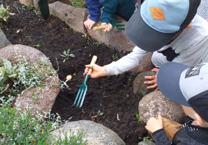 Dzieci za pomocą narzędzi ogrodniczych zakopują cebulki tulipanów.