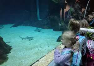 Dzieci oglądają pływające w akwarium rekiny.