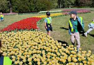 Dzieci oglądają różne gatunki tulipanów w Ogrodzie Botanicznym.