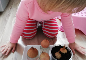 Dziewczynka siedzi przy tacy, na które ustawione są pojemniki z zasadzoną cebulą.