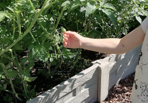 Dziecko dotyka małe zielone pomidorki na krzaku